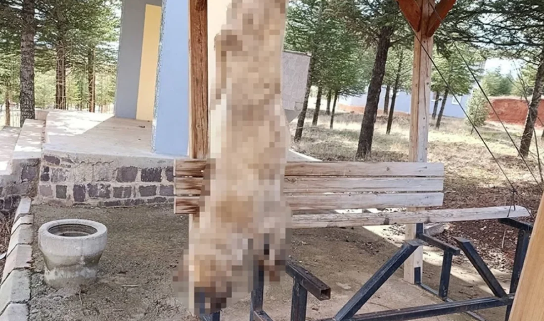 Afyonkarahisar’ın Bolvadin ilçesine bağlı Dişli beldesinde bir köpeğin ayaklarından asılarak