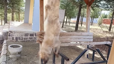 Afyonkarahisar’ın Bolvadin ilçesine bağlı Dişli beldesinde bir köpeğin ayaklarından asılarak