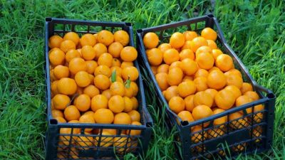 Bodrum Belediyesi ve Belediye A.Ş. iş birliğiyle geliştirilen satış ve