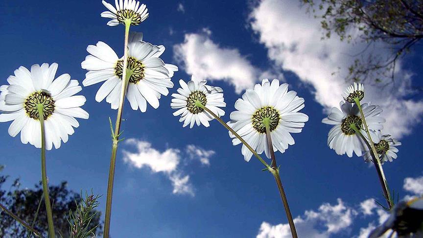 Kışın sona yaklaştığının işareti kabul edilen cemrelerin ilki 20 Şubat
