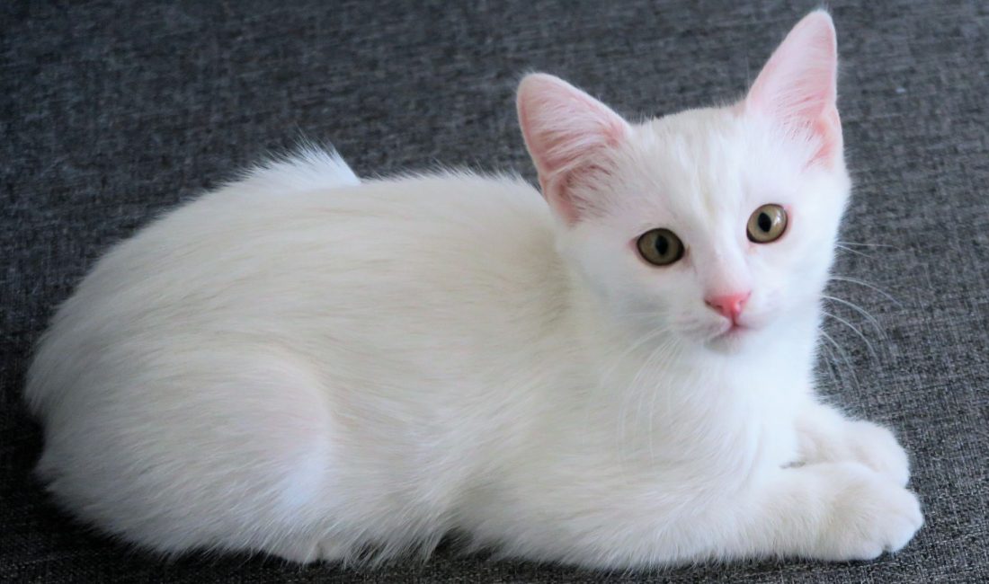 Evcil kediler üzerinde yapılan kapsamlı genetik çalışma, hayvanlardaki kanser türleri