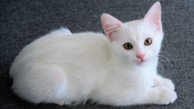 Evcil kediler üzerinde yapılan kapsamlı genetik çalışma, hayvanlardaki kanser türleri