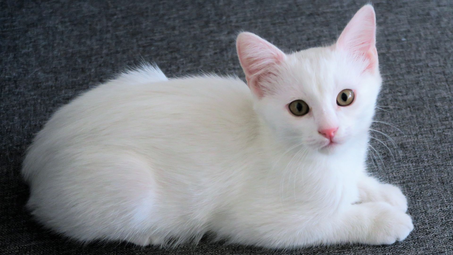 Evcil kediler üzerinde yapılan kapsamlı genetik çalışma, hayvanlardaki kanser türleri