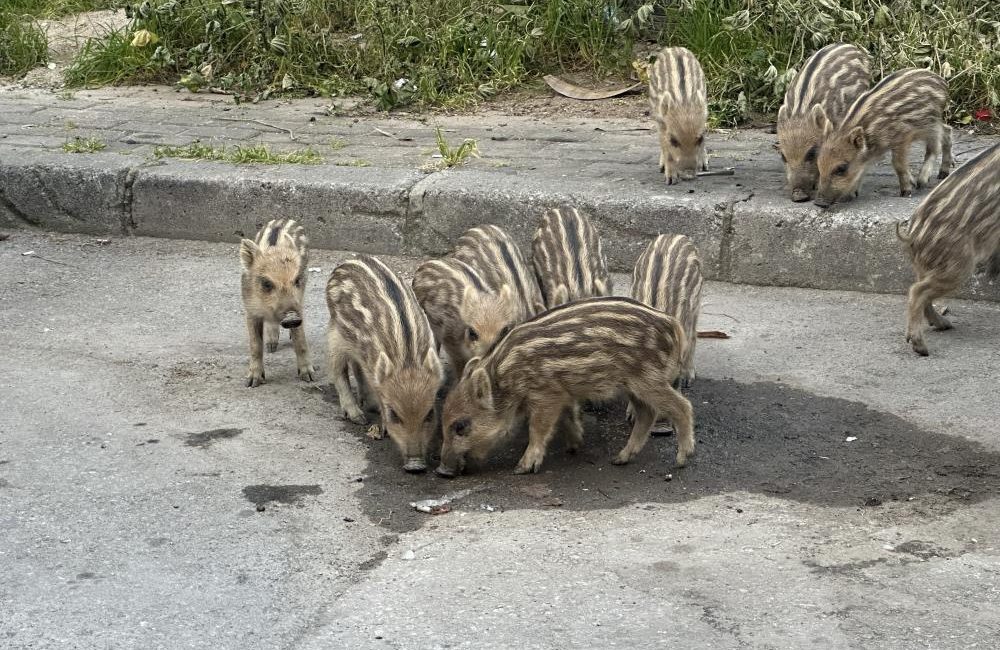 Balçova’da ormanlık alandan şehre inen yaban domuzlarının, sokak hayvanları için