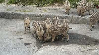 Balçova’da ormanlık alandan şehre inen yaban domuzlarının, sokak hayvanları için