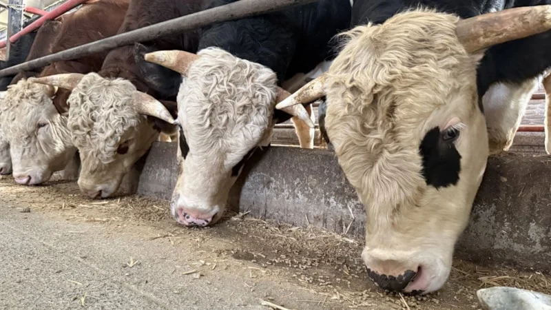 Kurban Bayramı’na yaklaşık iki ay kala besicilerde hareketlilik arttı. Erken