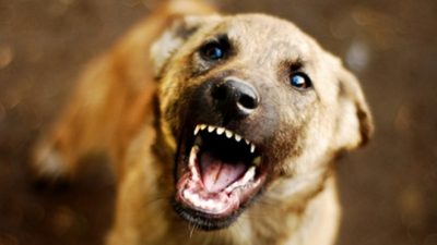 Saray ilçesinde iki çocuğa yönelik köpek saldırısında 5 yaşındaki Hamza