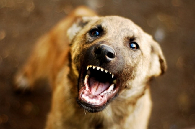 Saray ilçesinde iki çocuğa yönelik köpek saldırısında 5 yaşındaki Hamza
